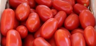 Beschrijving van de tomatenvariëteit Ulysse, kenmerken van teelt en verzorging