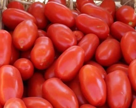Beschrijving van de tomatenvariëteit Ulysse, kenmerken van teelt en verzorging