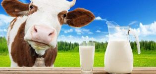 Les avantages et les inconvénients du vrai lait de vache, la teneur en calories et la composition chimique