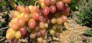 Vynuogių veislės „Tason“ aprašymas ir savybės, sodinimo ir auginimo ypatybės