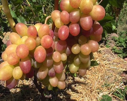 Vynuogių veislės „Tason“ aprašymas ir savybės, sodinimo ir auginimo ypatybės