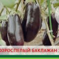 Description de la variété d'aubergine Epic, caractéristiques de culture et d'entretien
