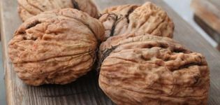 Paano palaguin ang mga walnut sa rehiyon ng Moscow, ang pinakamahusay na mga varieties, pagtatanim at pangangalaga