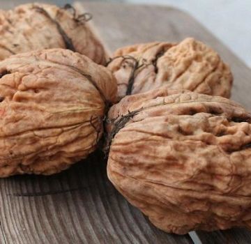 Jak pěstovat vlašské ořechy v Moskevské oblasti, nejlepší odrůdy, výsadba a péče