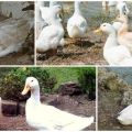 Врсте и тежина Индо-патки, опис и карактеристике беле француске пасмине