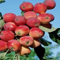 Alyonushka obuolių veislės veisimo istorija, charakteristikos ir aprašymas, auginimo regionai