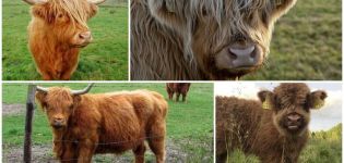 Descripción de las 7 mejores razas enanas de mini vacas y su popularidad en Rusia.