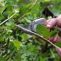 When and how to properly prune gooseberries for a good harvest