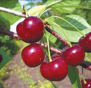 Description and characteristics of cherries Zvezdochka, the difference from the Nord Star variety