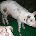 أسباب وأعراض الجدري في الخنازير ، طرق العلاج المنزلي