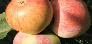 Beskrivning och egenskaper hos Bumazhnoe äppelträd, avelshistoria och avkastning