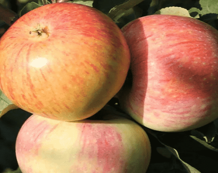Beskrivning och egenskaper för äpplesorten Bumazhnoe, avelshistoria och avkastning