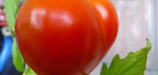 Description of the Japanese tomato variety and its characteristics
