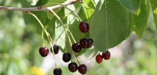 Beskrivning av Magaleb cherry Antipka, som växer från frön och tips för vård
