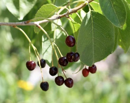 Vyšnių „Antilebka“, auginamų iš sėklų, veislės ir priežiūros patarimų veislės aprašymas