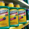 Instructies voor het gebruik van een continu werkende herbicide Roundup tegen onkruid en hoe correct te kweken
