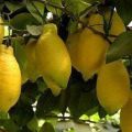 Beskrivelse af Lunario citron og træk ved hjemmepleje