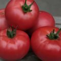 Eigenschaften und Beschreibung der Kibo-Tomatensorte, deren Ertrag