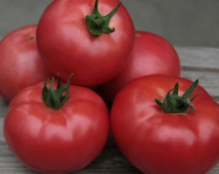 Charakteristika a opis odrody rajčiaka Kibo, jeho výnos