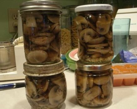 Recepter hur man salterar pipiga svampar för vintern i burkar på ett varmt och kallt sätt