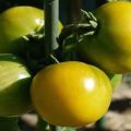 Description of the tomato variety Amber 530, yield and characteristics