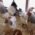 Je možné kŕmiť kurčatá jačmeňom, ako správne podávať a klíčiť