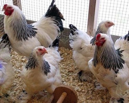 Is het mogelijk om kippen met gerst te voeren, hoe ze correct kunnen geven en ontkiemen