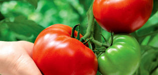 Krasnobay pomidorų veislės savybės ir aprašymas, derlius