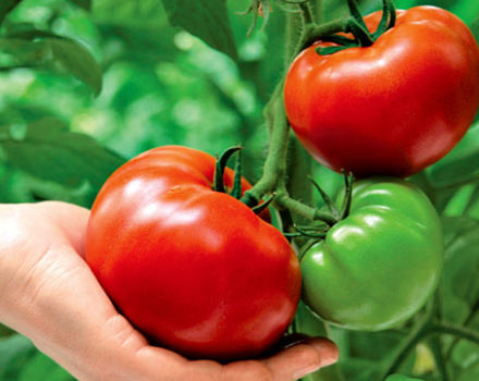 Egenskaper och beskrivning av Krasnobay-tomatsorten, dess utbyte