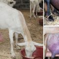 Come e come trattare la mastite nelle capre a casa