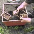 Како узгајати и како се брине за ђумбир на отвореном пољу и када треба берити