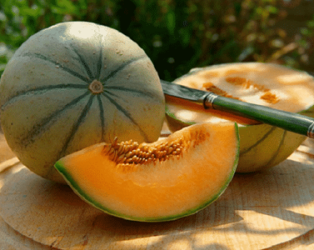 Cantaloupe (Musk) melionų veislės, jų rūšių ir ypatybių aprašymas