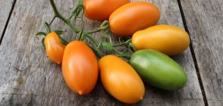 Characteristics and description of the variety of tomatoes Banana red, yellow, pink and variegated, yield