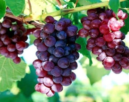 Beschrijving en kenmerken van de duurzame kardinaal-druivensoort en -teelt