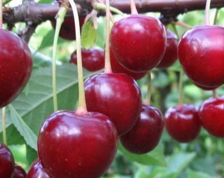Vyšnių veislės „Vladimirskaya“ aprašymas, vaisinių ir apdulkintojų savybės, sodinimas ir priežiūra