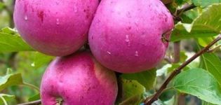 Опис и карактеристике сорте јабука Либерти, карактеристике садње и неге