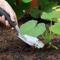 Hoe squash in het open veld te kweken en te verzorgen