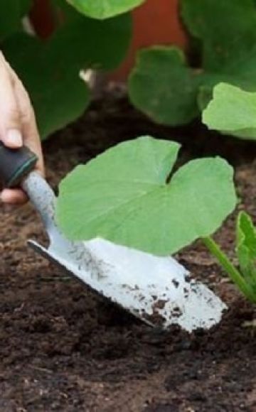 Ako pestovať a starať sa o squash na otvorenom poli