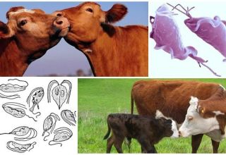 Príčiny a príznaky trichomoniázy u hovädzieho dobytka, liečba a to, či je nebezpečný pre človeka