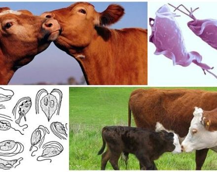 Узроци и симптоми трихомонијазе код говеда, лечење и да ли је опасно по људе