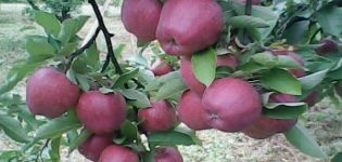 Χαρακτηριστικά και περιγραφή της ποικιλίας μήλου Richard, αντοχή στον παγετό και εφαρμογή