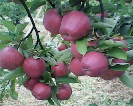 Egenskaper och beskrivning av äpplesorten Richard, frostbeständighet och applicering