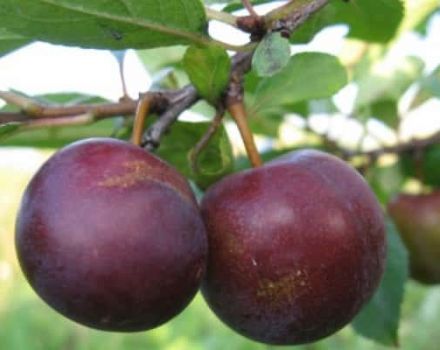 Slyvų ir vyšnių Omskaya nochka hibrido aprašymas, auginimo istorija ir ypatybės