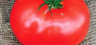 Pomidorų veislės Ace aprašymas, auginimas ir priežiūra
