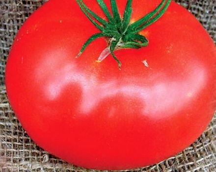 Descripción de la variedad de tomate Ace, cultivo y cuidado