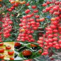 Descripción de la variedad de tomate Magic Cascade y sus características