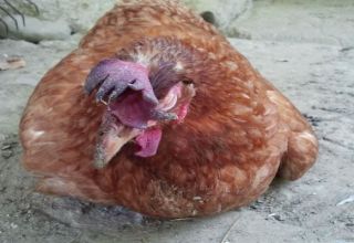 Hur man behandlar droppig hos kycklingar, orsaker och symtom på fjäderfäsjukdom