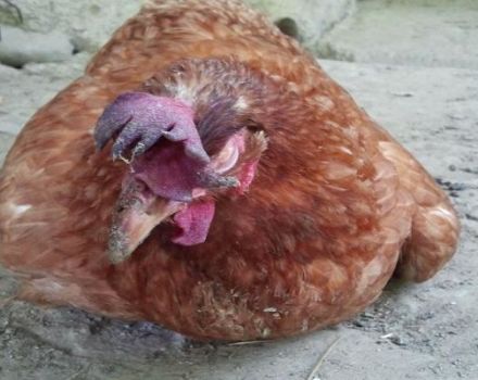 Hur man behandlar droppig hos kycklingar, orsaker och symtom på fjäderfäsjukdom