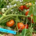 Caratteristiche e descrizione della varietà di pomodoro Ripieno bianco, resa e coltivazione
