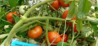 Characteristics and description of the tomato variety White filling, yield and cultivation